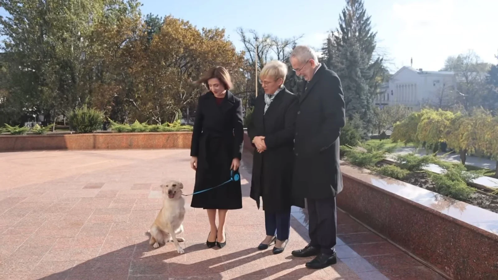 куче ван дер белен мая санду