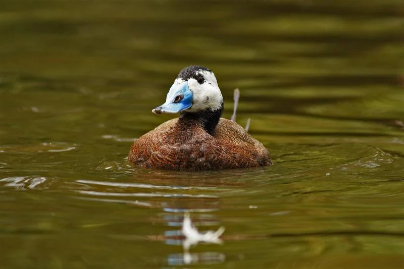 Migration Image