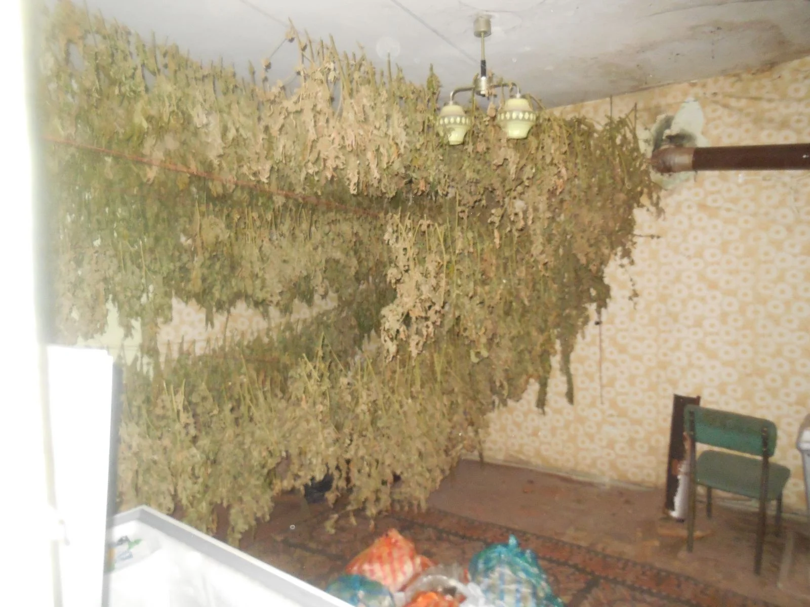 марихуана