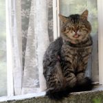 котка