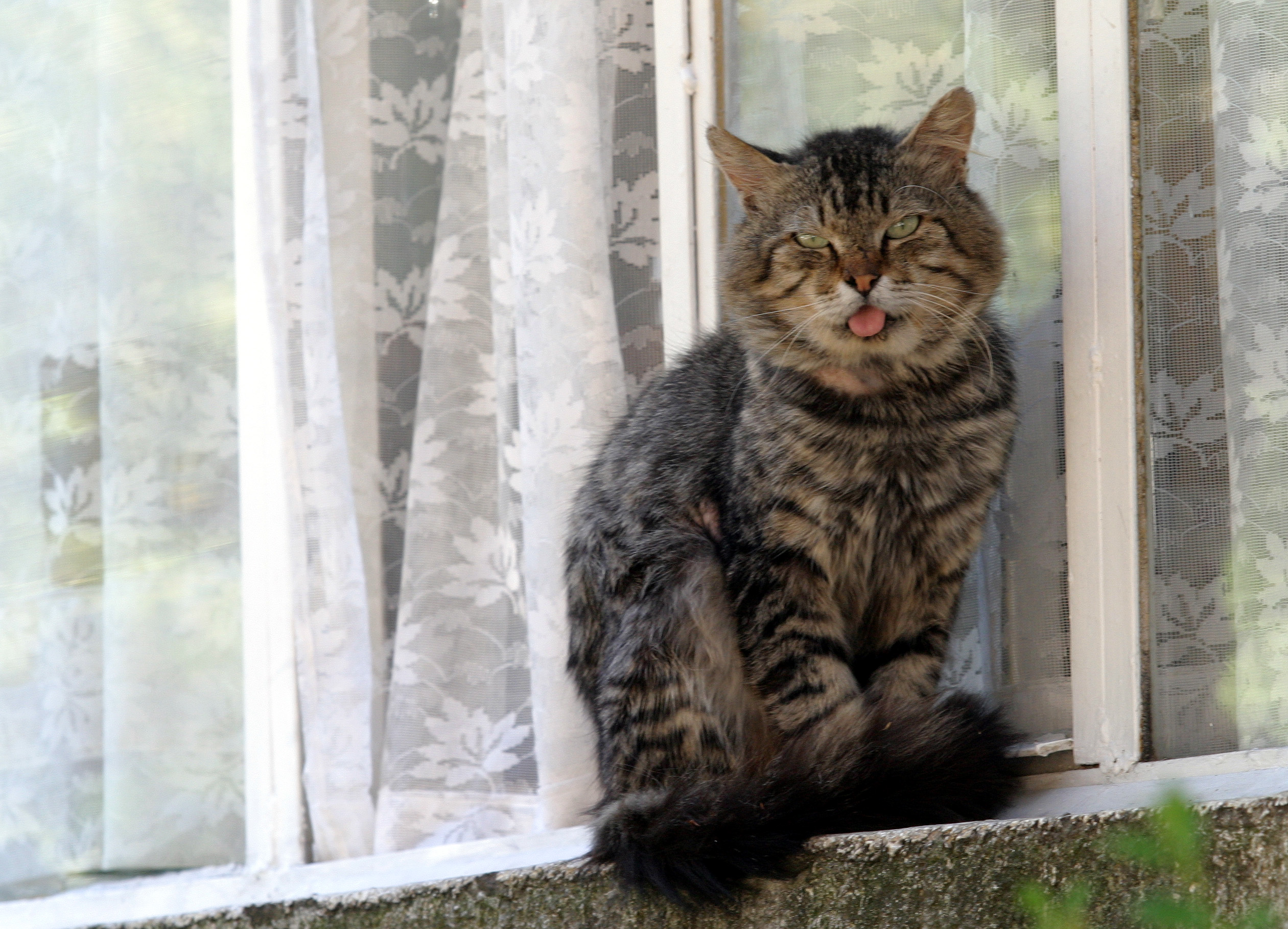 котка