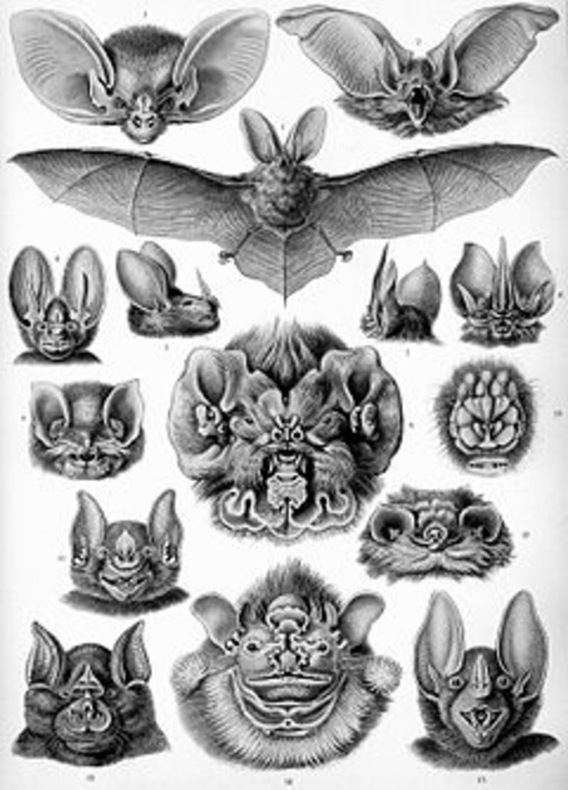 Migration Image