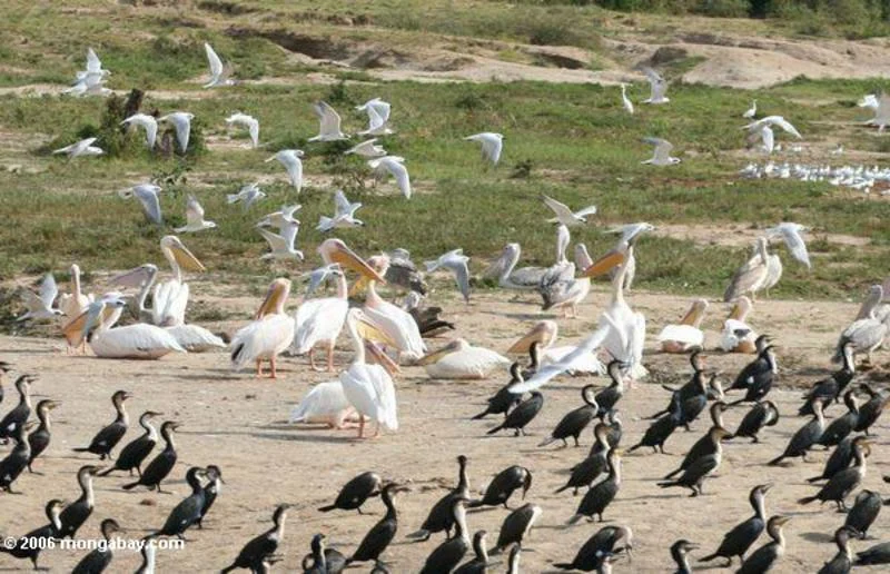 Migration Image