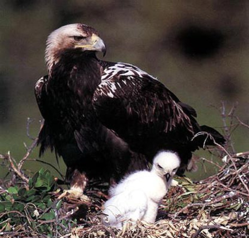 Migration Image