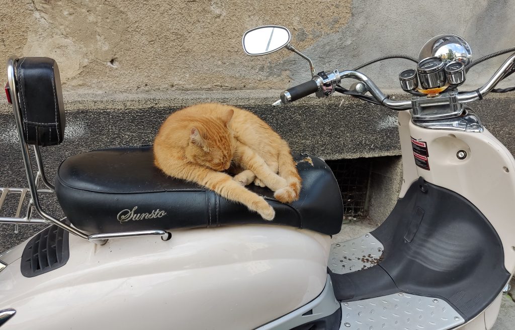 котка на мотор