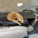 котка на мотор