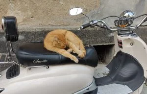 котка на мотор