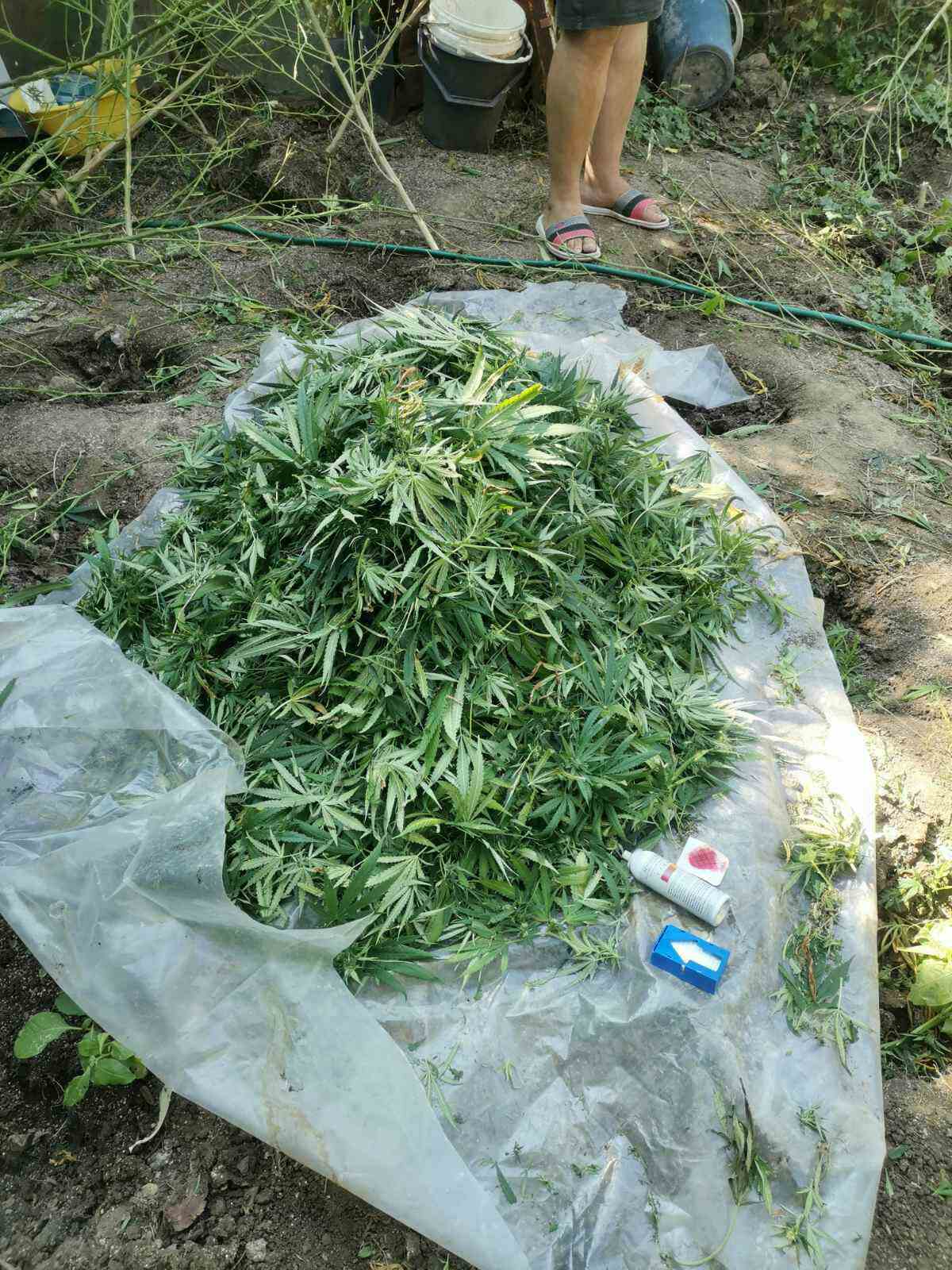 марихуана