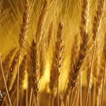 жито