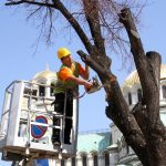Режат дърво до парламента