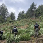 Граничари се натъкнаха на над 3 тона канабис в Сандански и Петрич