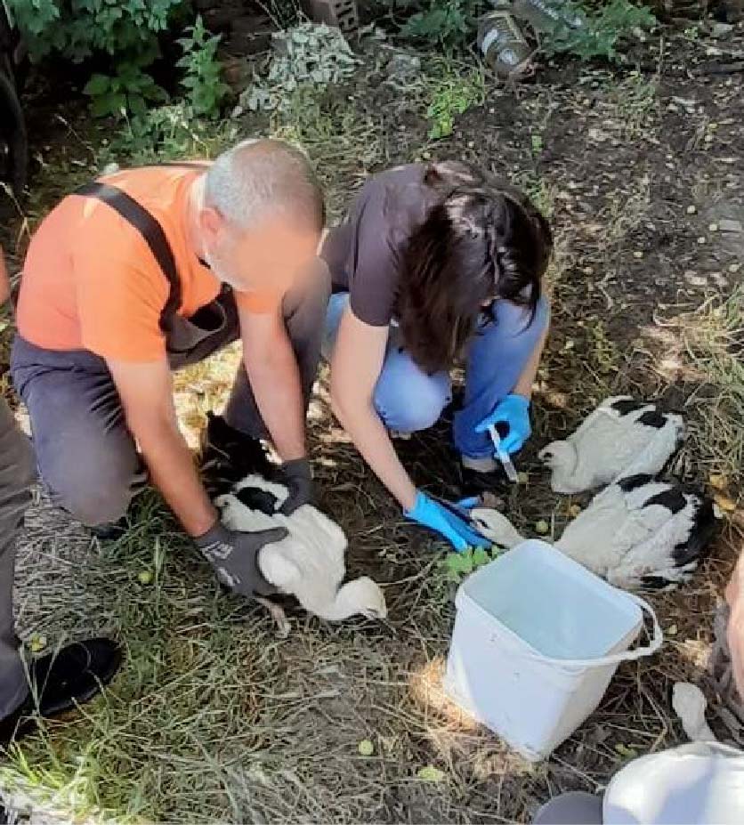 ЕРМ Запад съдейства за спасяване на четири щъркелчета