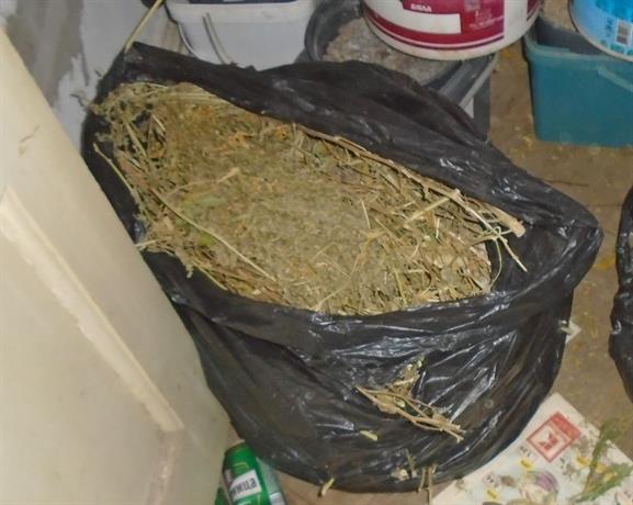 марихуана