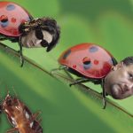 Migration Image