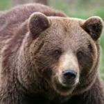 Земеделското министерство прати патрули в Карлово, заради забелязаната мечка