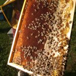 пчели кошер пчелна пита пчелар