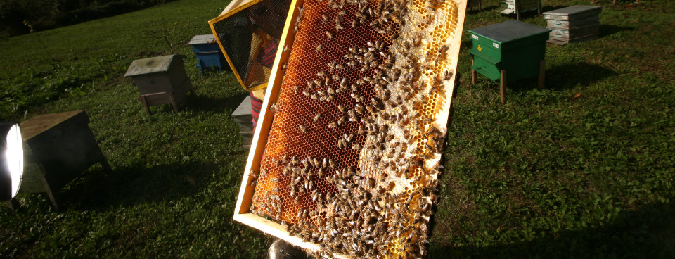 пчели кошер пчелна пита пчелар