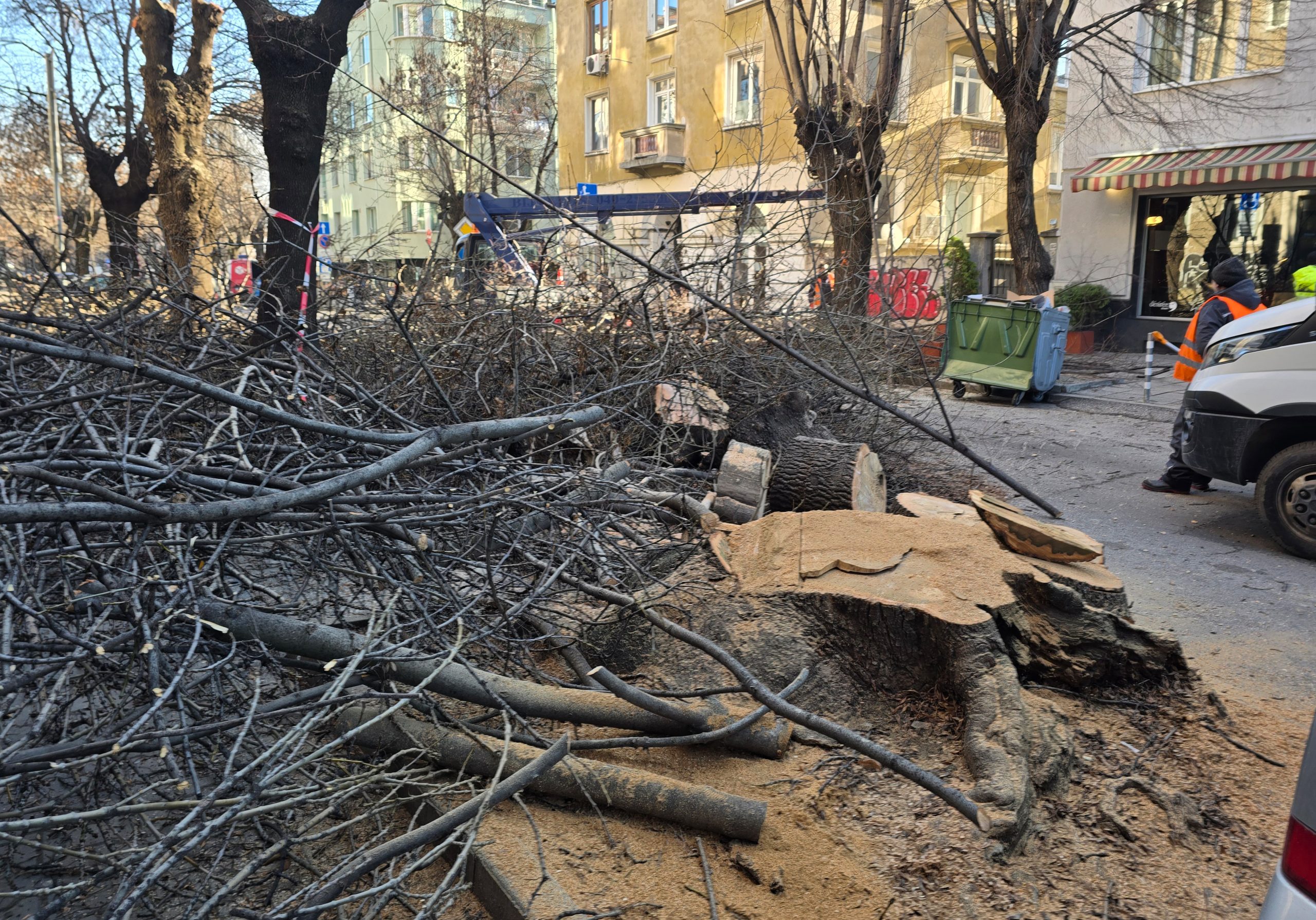 Задръствания заради "спасяването" ни от дървета по улица "Любен Каравелов" в София