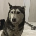 Лекарят, блъснал кучето Мая, е обвинен в умишлена жестокост