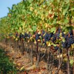 65 години Национален институт за изследване на вино и спиртни напитки в България