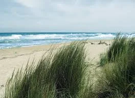 Дюни дуранкулак
