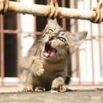 котка