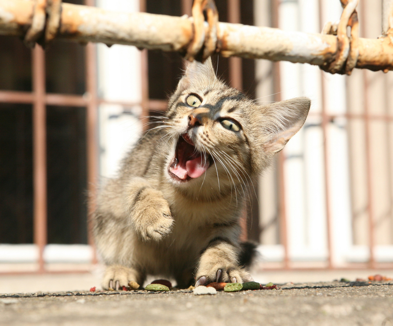 котка