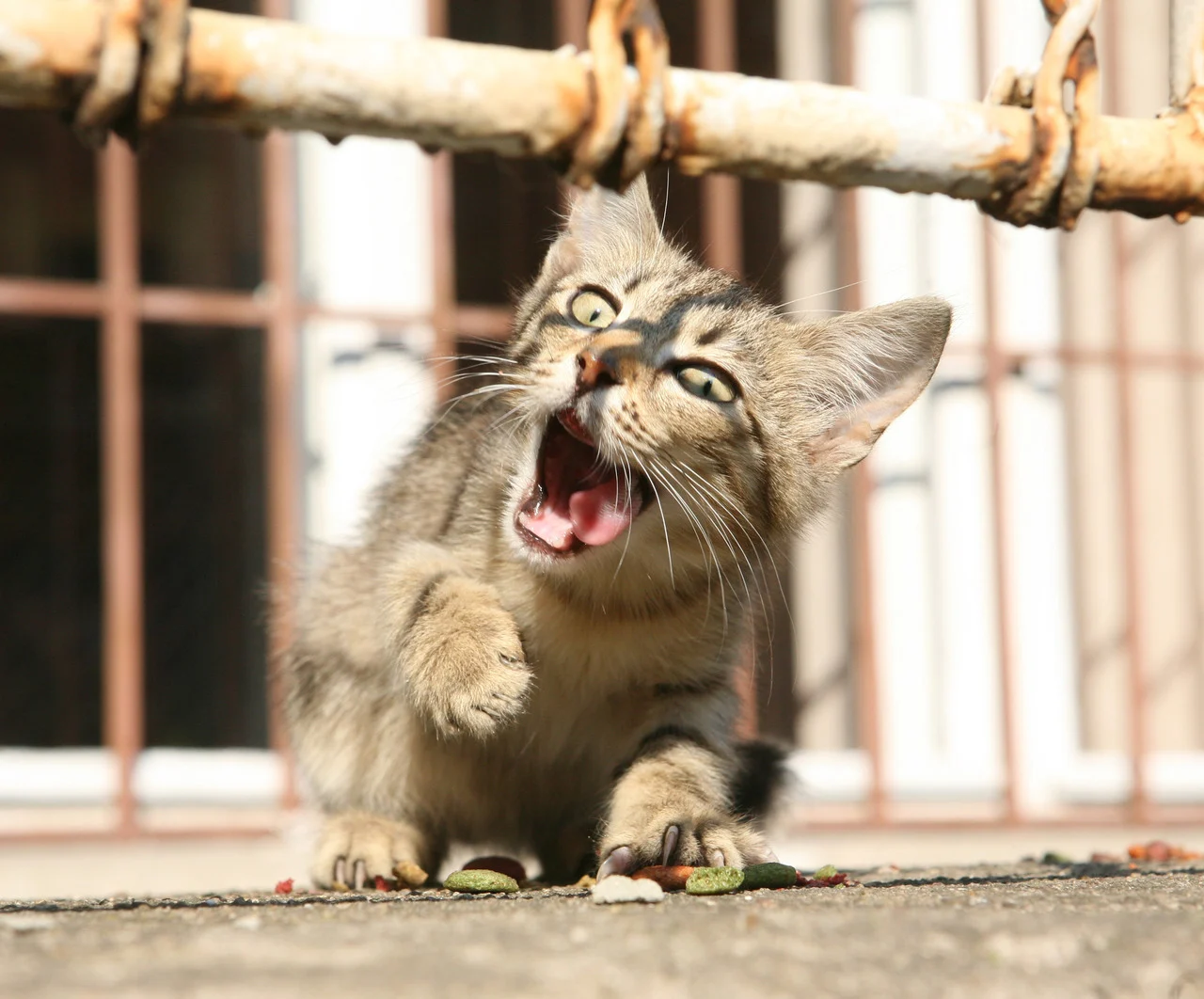 котка