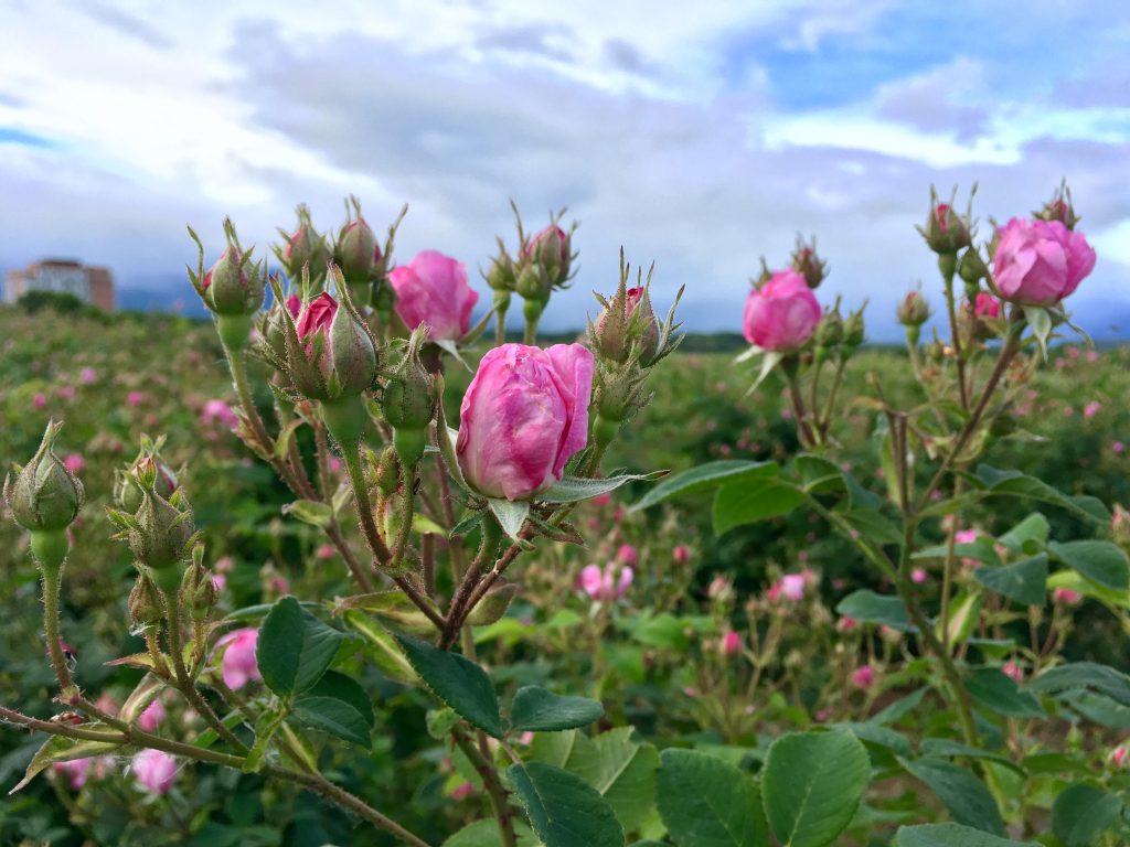 маслодайна роза