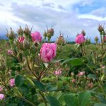 маслодайна роза