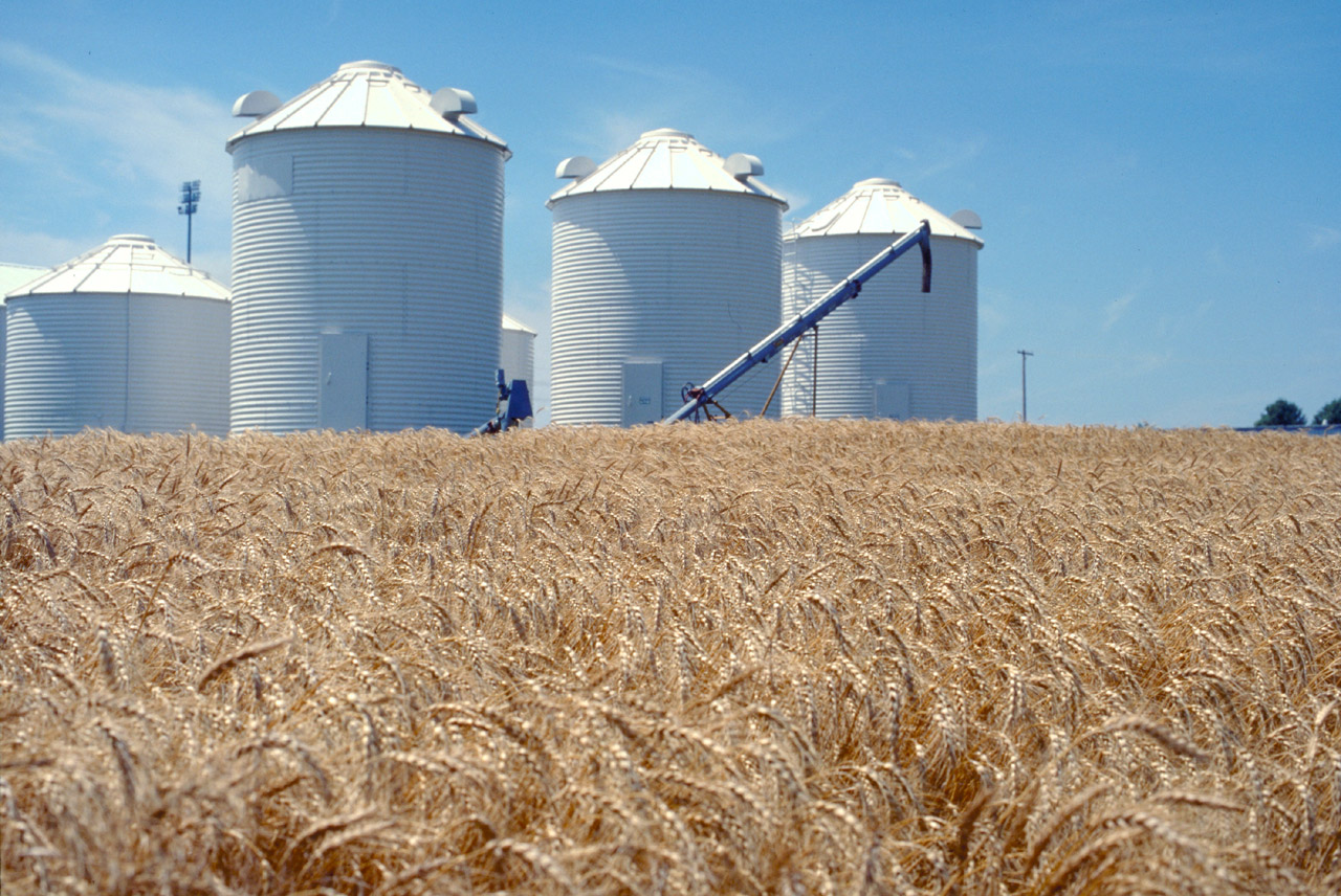  Силозижито (зърно)пшеница 