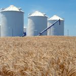 Силозижито (зърно)пшеница