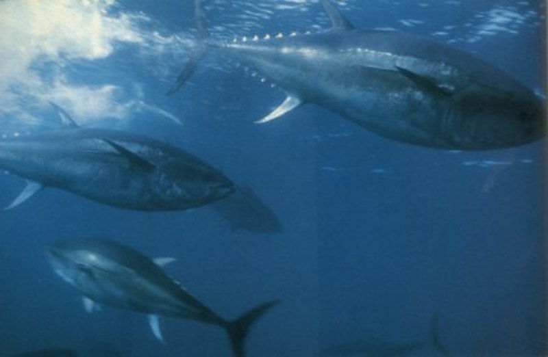 Migration Image