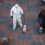 Доброволец разхожда кучета в Пекин