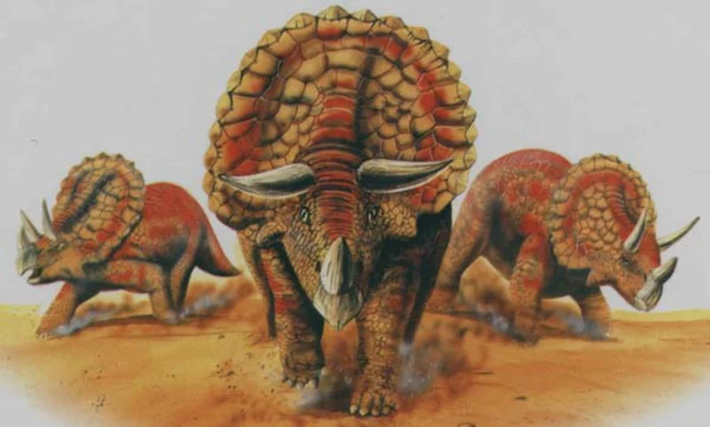 Migration Image