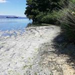 Варненско езеро