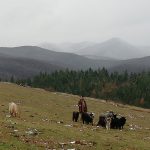животновъди