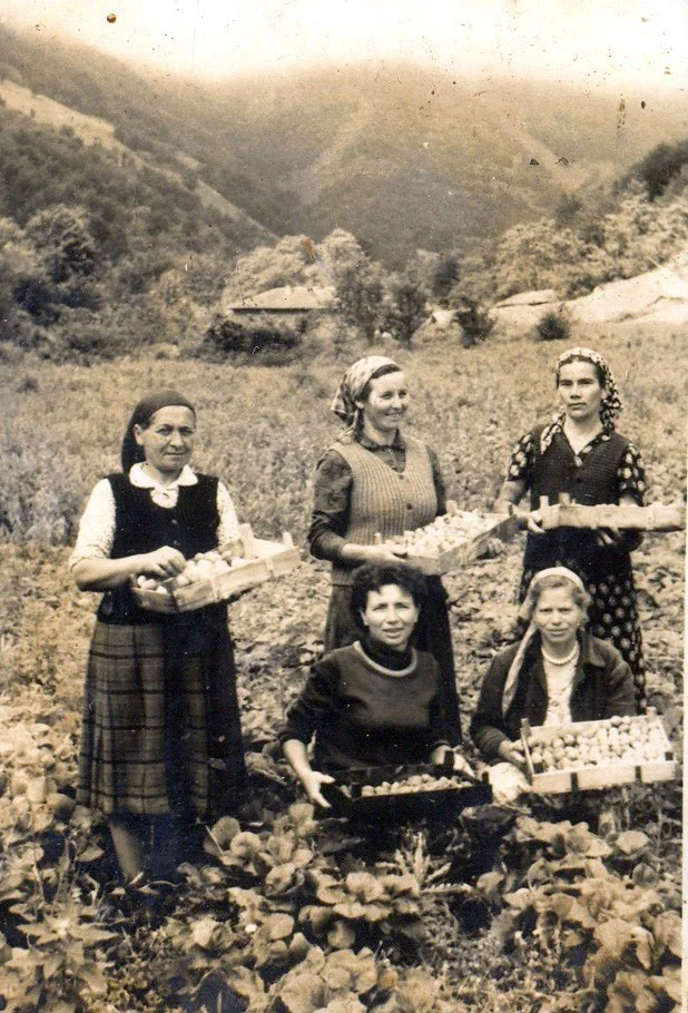 Връщат ли се кооперативите в България, но този път без ТКЗС?