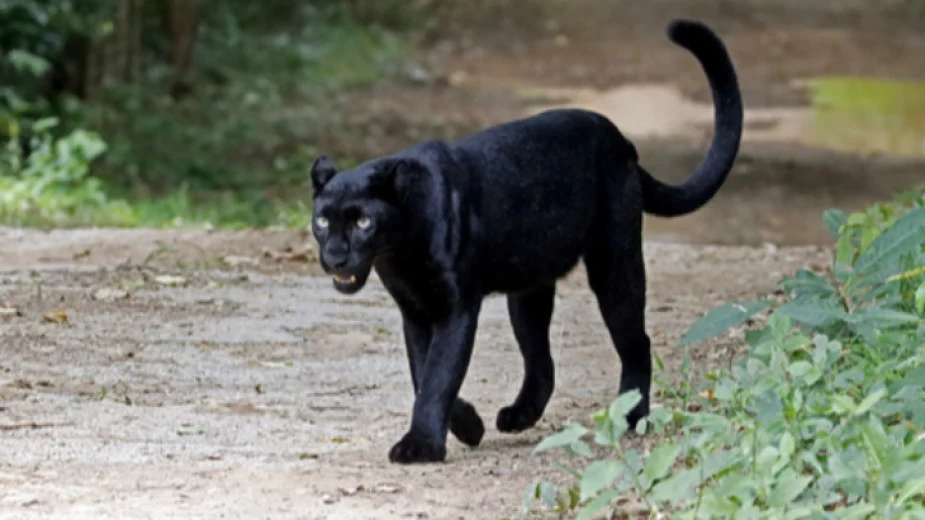 Сигнал за черна пантера край Тутракан вдигна на крак институциите