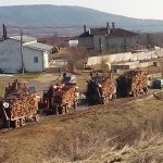 Незаконна сеч