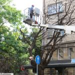 Рязане на изсъхнало дърво
