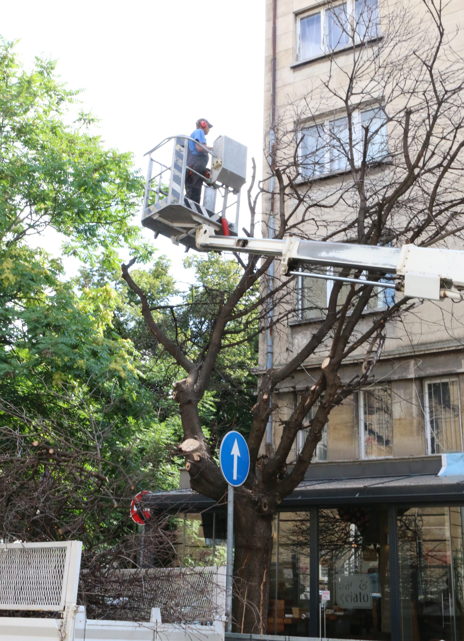 Рязане на изсъхнало дърво