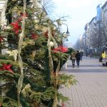 Витошка елха