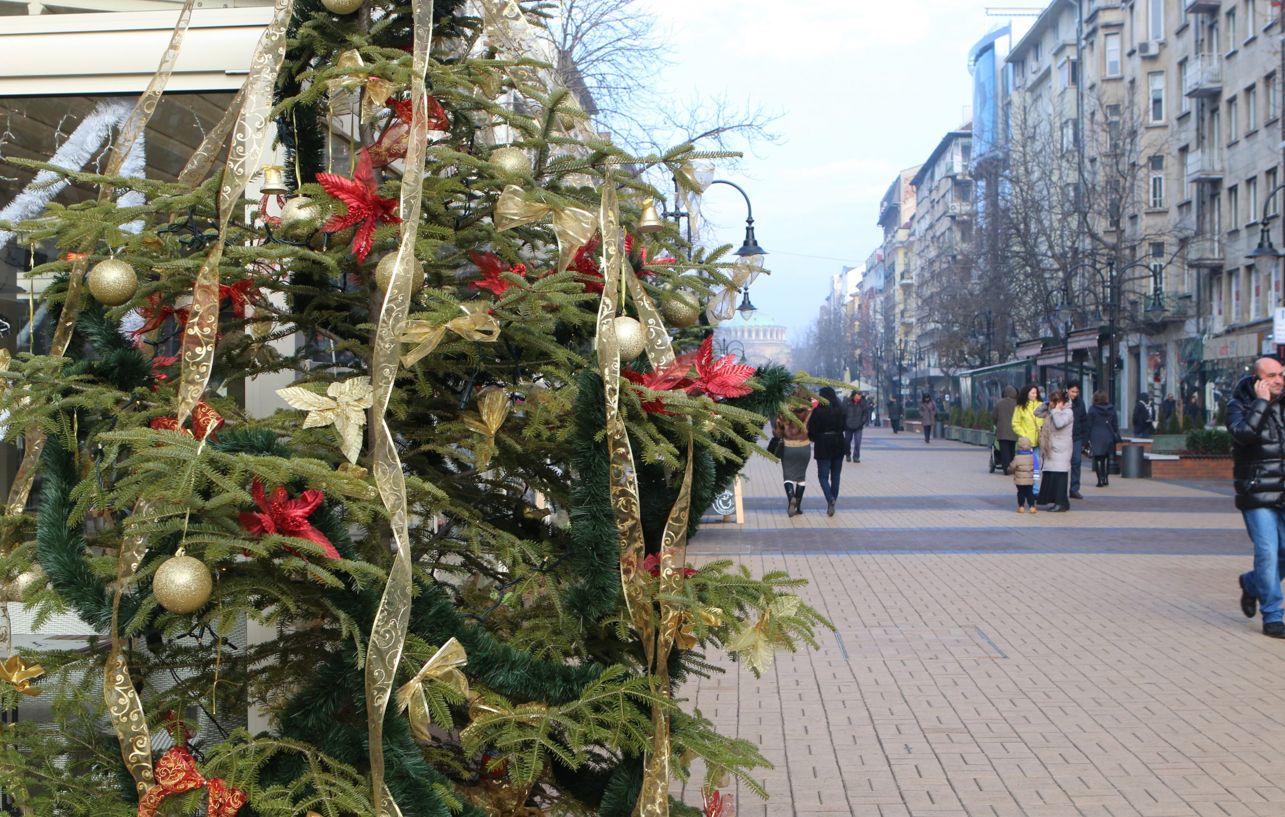 Витошка елха