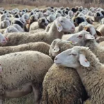 БАБХ констатира поредно огнище на шарка по овцете и козите - този път в Малък дол