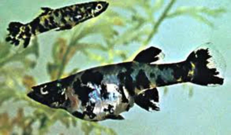 Migration Image
