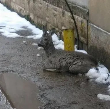 ранена сърна