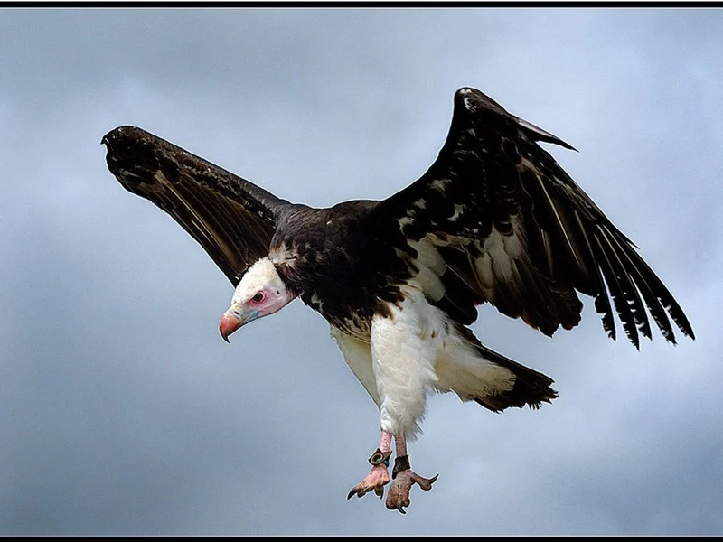 Migration Image