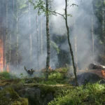 Голям пожар бушува край тополовградското село Българска поляна