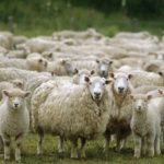 Лабораторията в Монпелие е потвърдила, че в стадата във Велинград има чума
